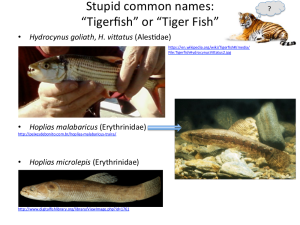 stupid tigerfish